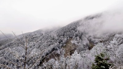 太平山國家森林遊樂區  一片霧淞雪白美景1